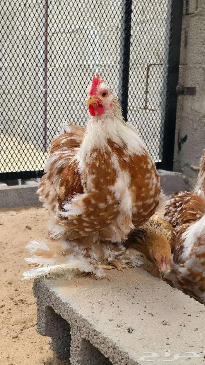 دجاج كوشن أمريكي أصول خوارج 0