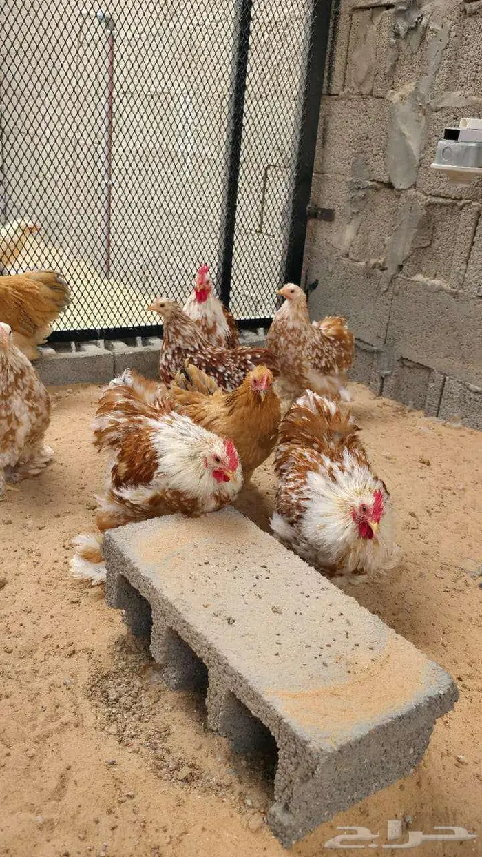 دجاج كوشن أمريكي أصول خوارج 4