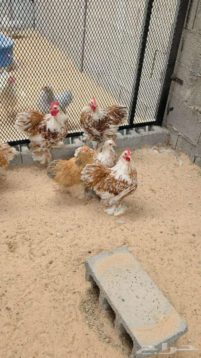 دجاج كوشن أمريكي أصول خوارج 1