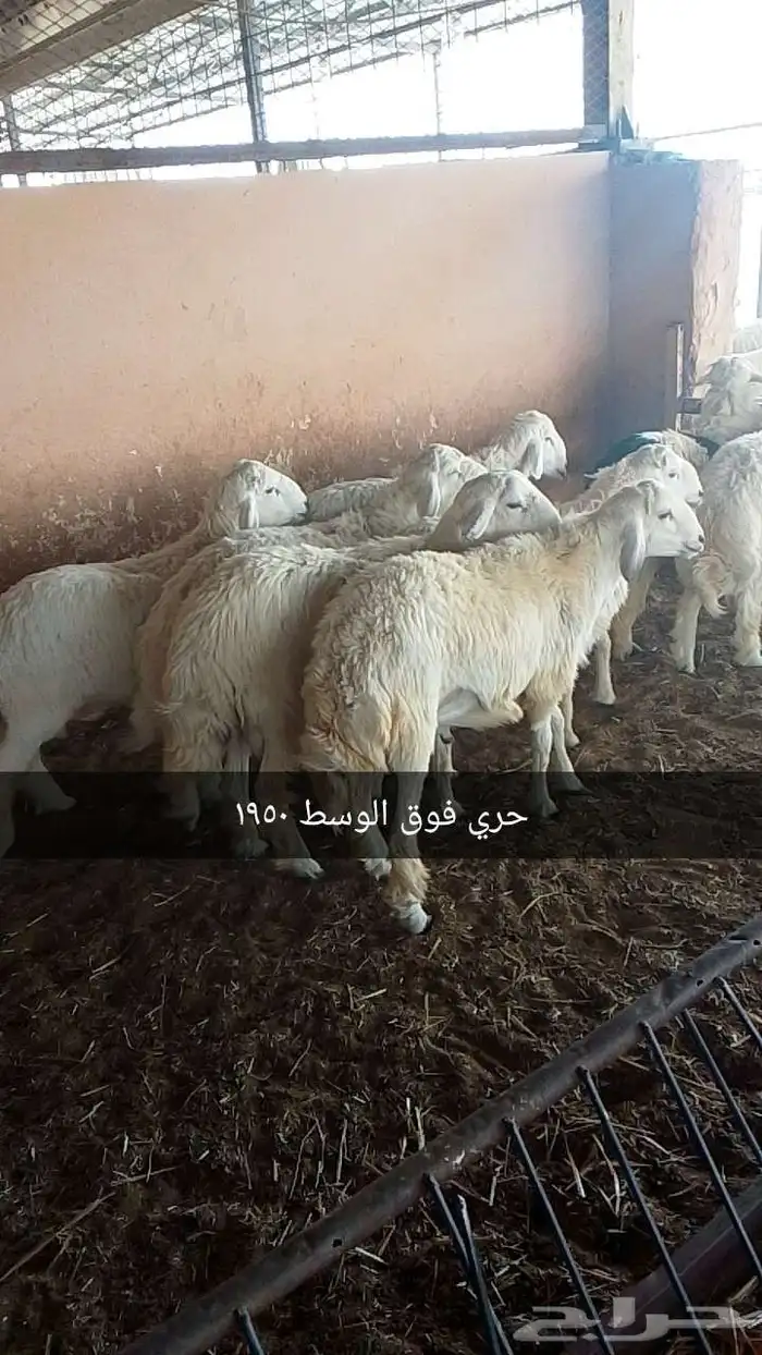 أغنام بريه 1