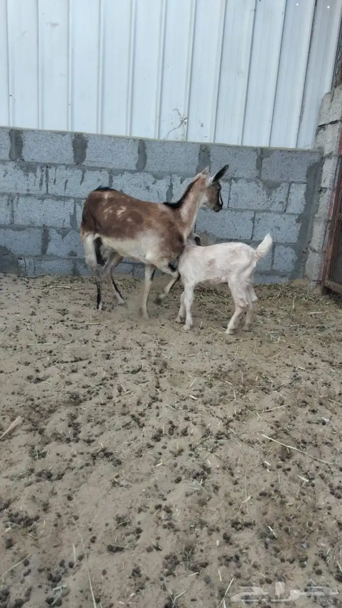 معزه متبوعه 0