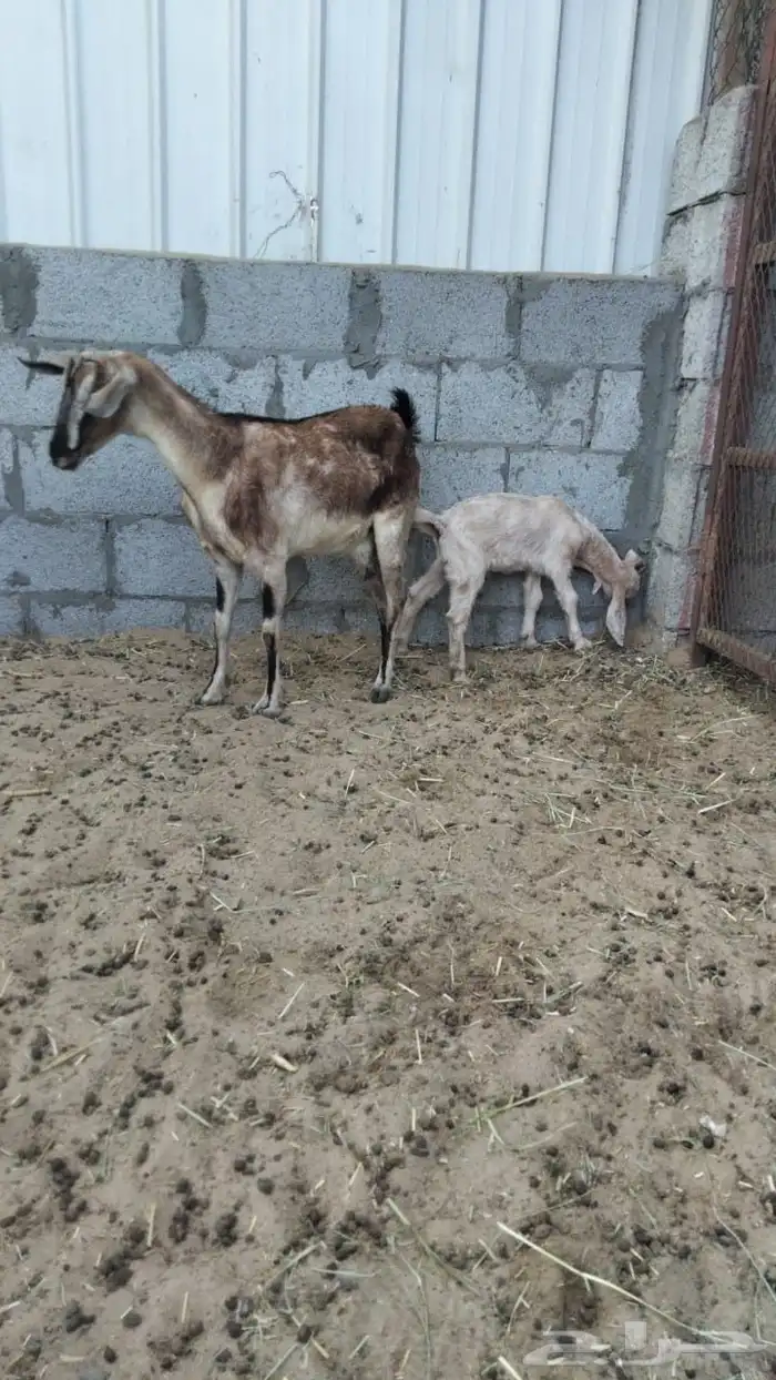 معزه متبوعه 1