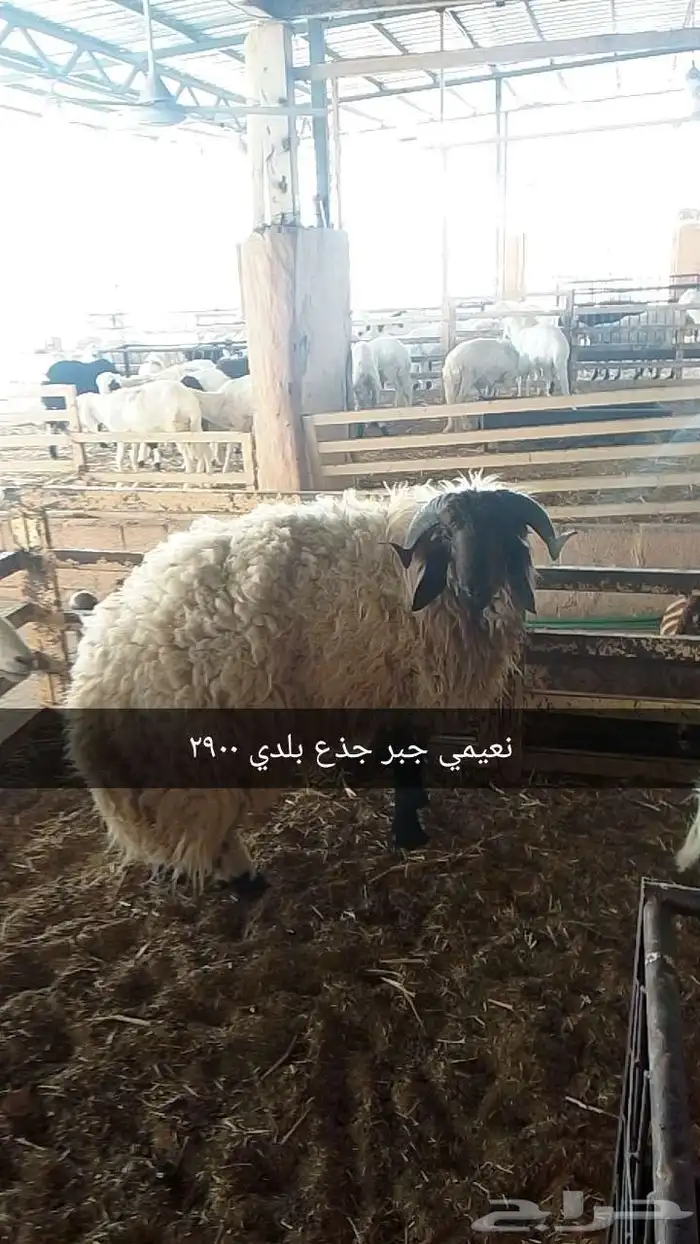 أغنام بريه 0