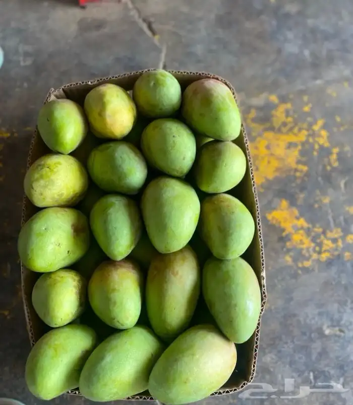 مانجو جازان من مزارعنا لباب بيتك 4