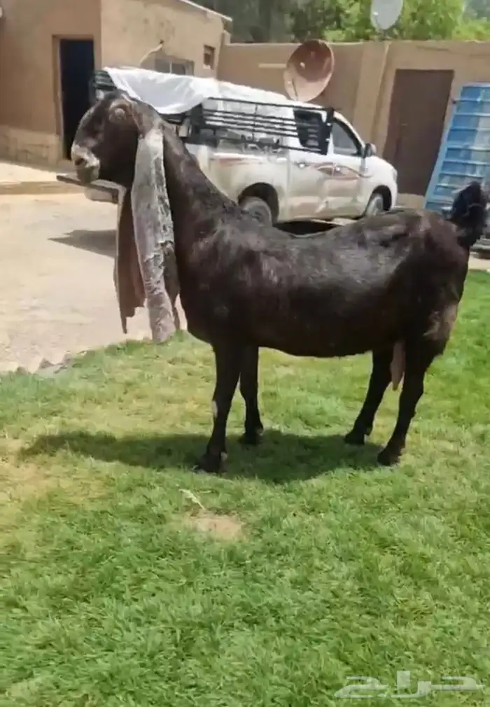 عنز هولندية دافع حاصب 1