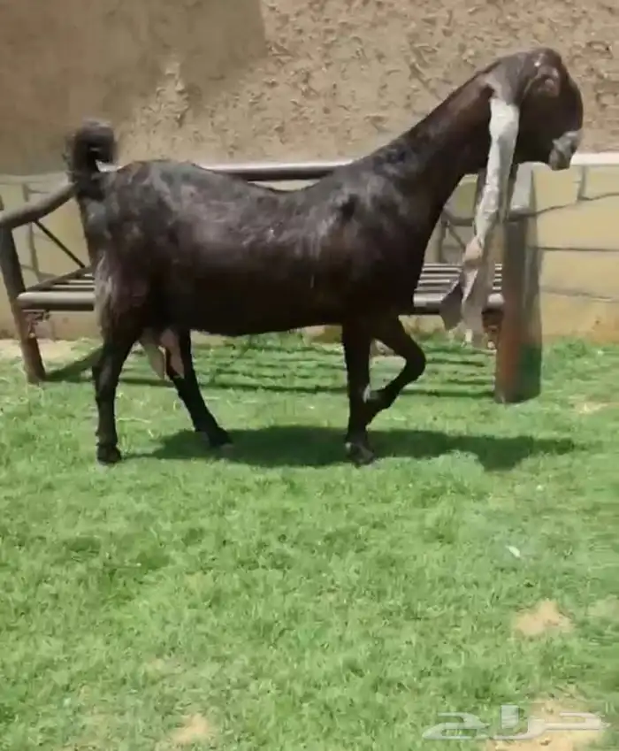 عنز هولندية دافع حاصب 0