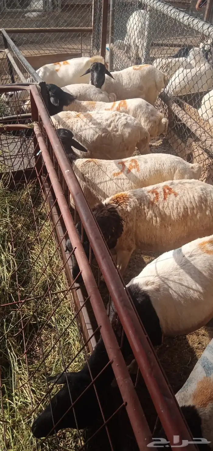 ذبايح ب 500 ريال 1