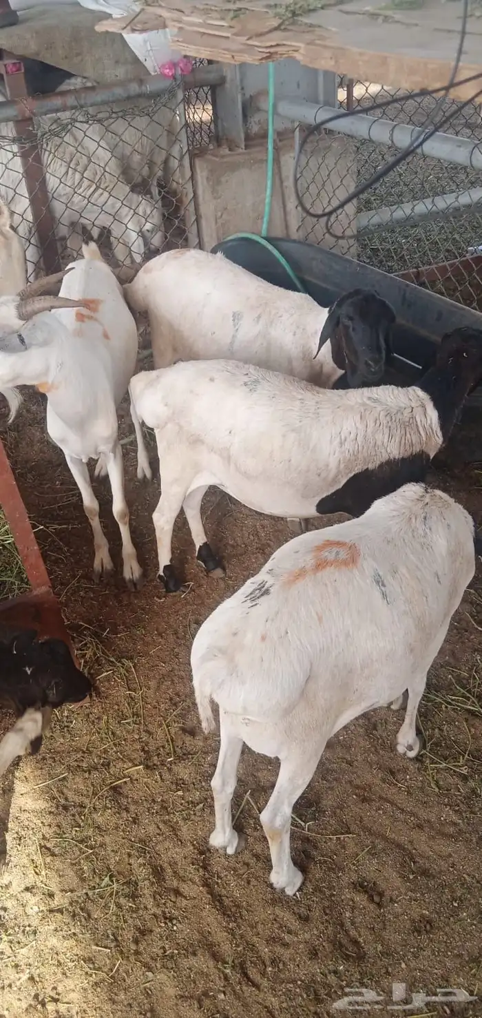 ذبايح ب 500 ريال 0