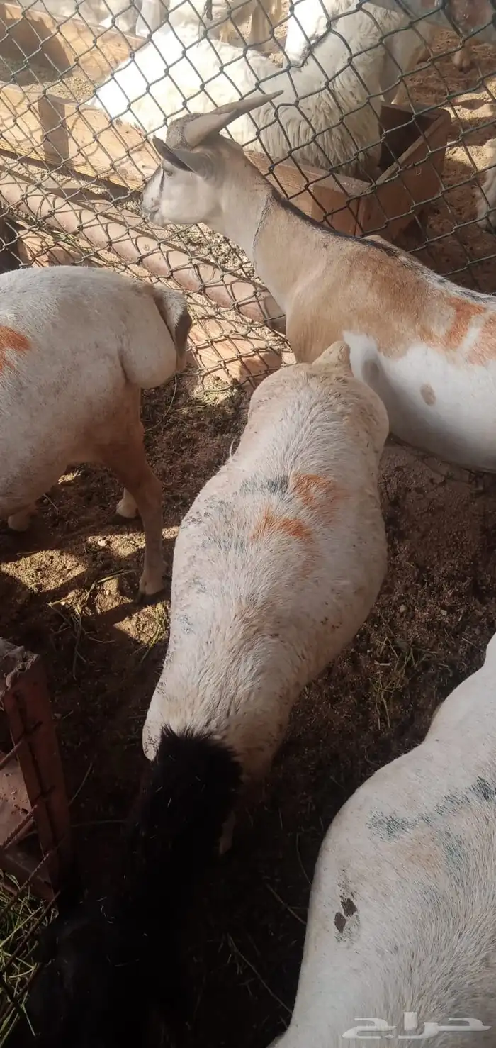 ذبايح ب 500 ريال 2