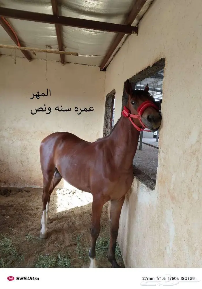 2 خيول للبيع 1