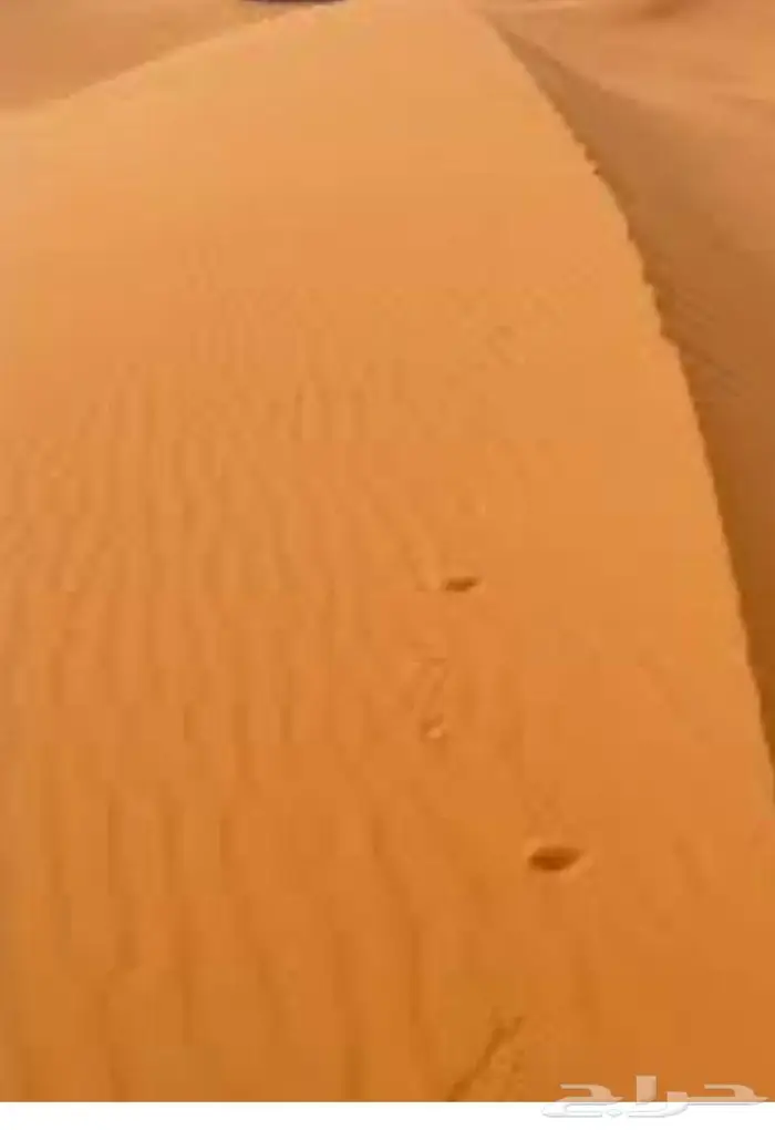 دركال رمل نفود أحمر 0