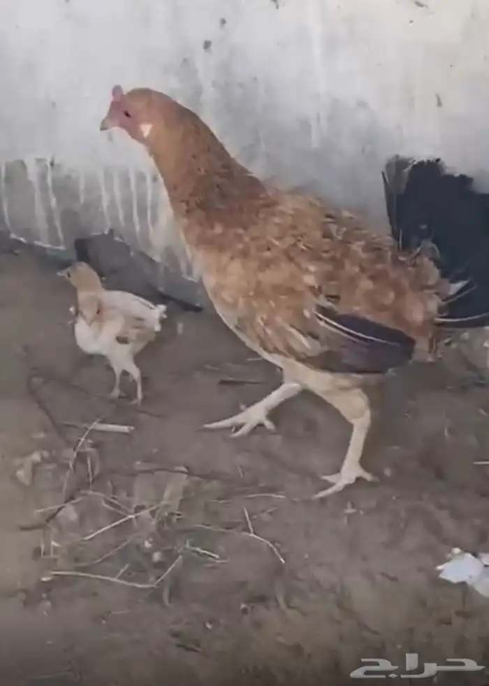 دجاجه للبيع معها فرخين على السوم 0