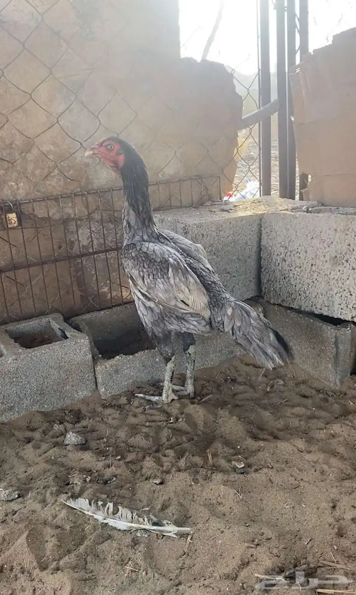 تم البيع 0