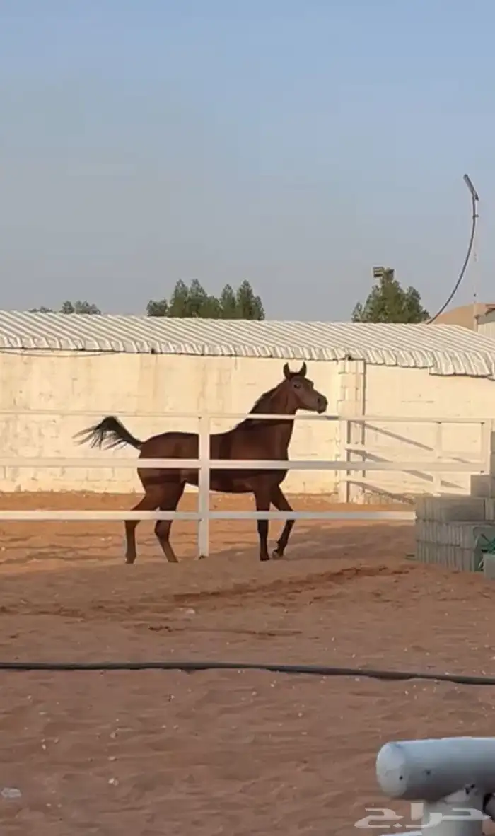 غرس واهو 4