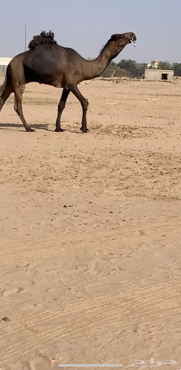 بكر لقحه مشروطه من كل عذروب لقحه على ولد حاكمان بن مخيزيم 0