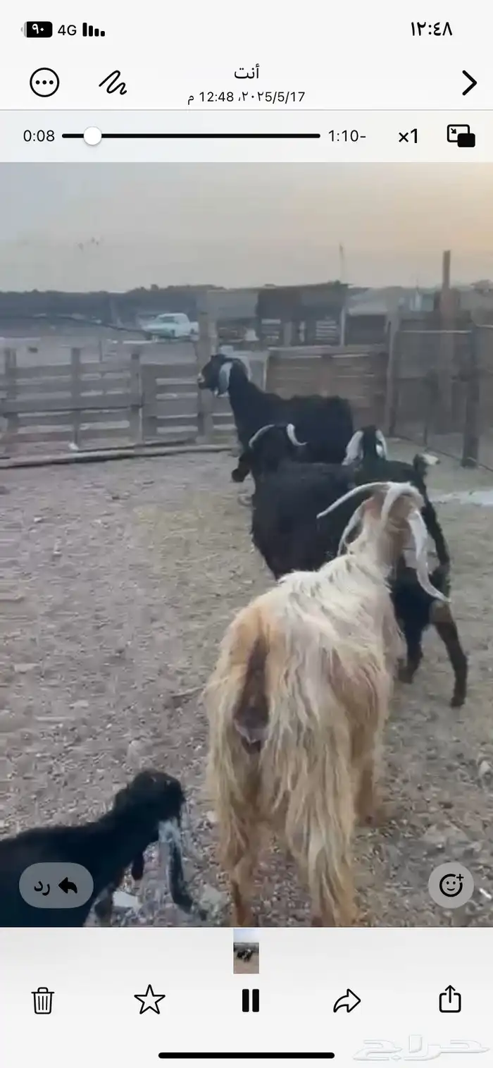 اعرض لكم معزا ولد 3 معها 4 روم وديس سلم 3
