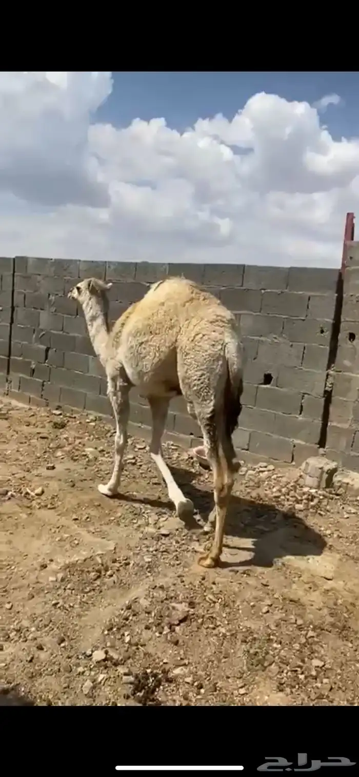 بكَره 1