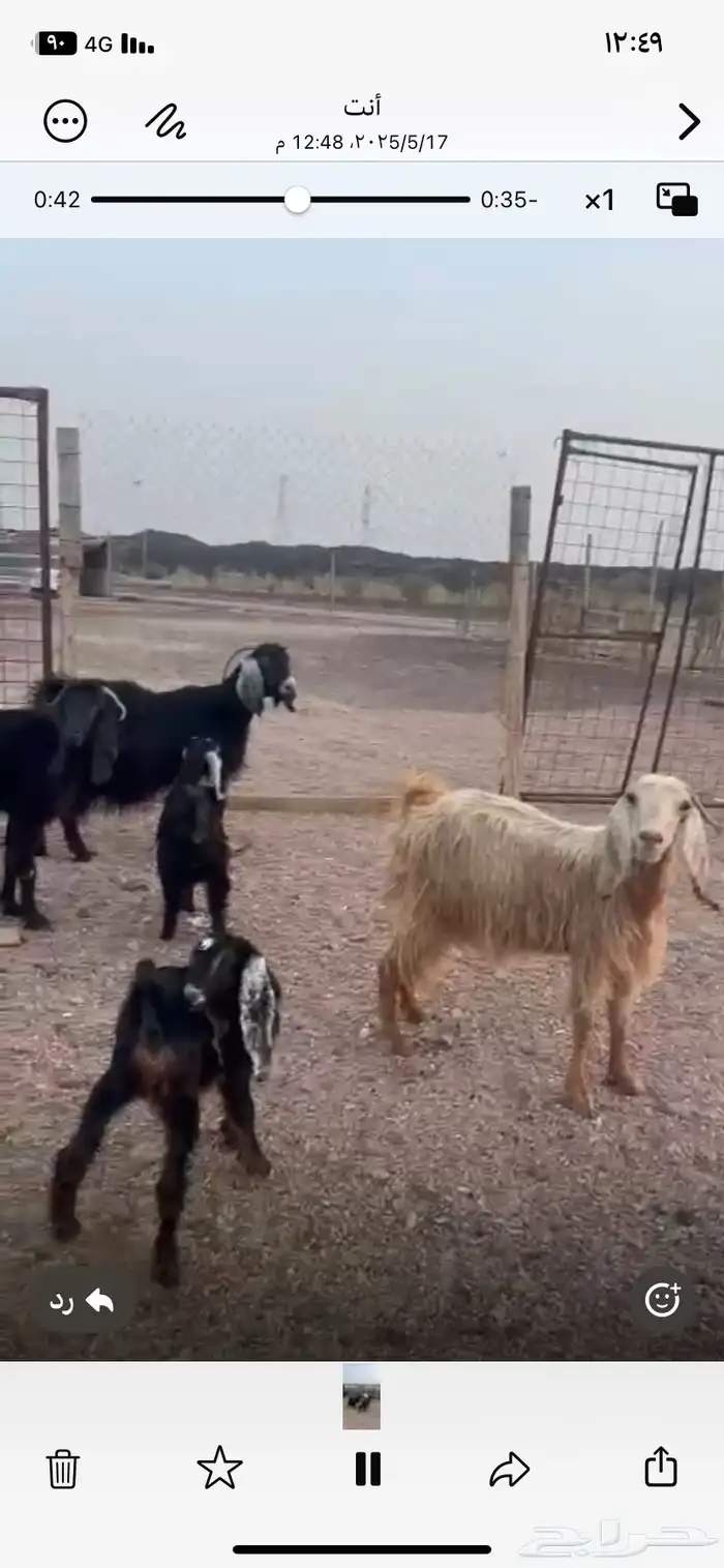اعرض لكم معزا ولد 3 معها 4 روم وديس سلم 0