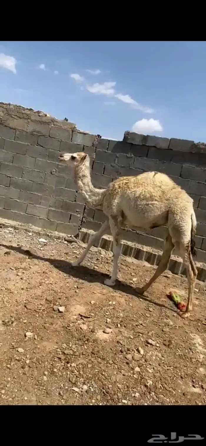 بكَره 0