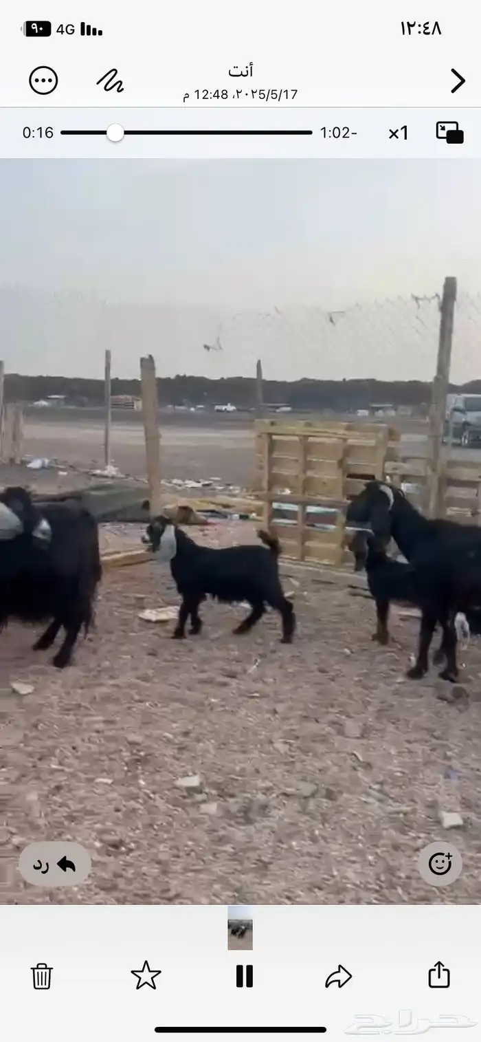 اعرض لكم معزا ولد 3 معها 4 روم وديس سلم 5