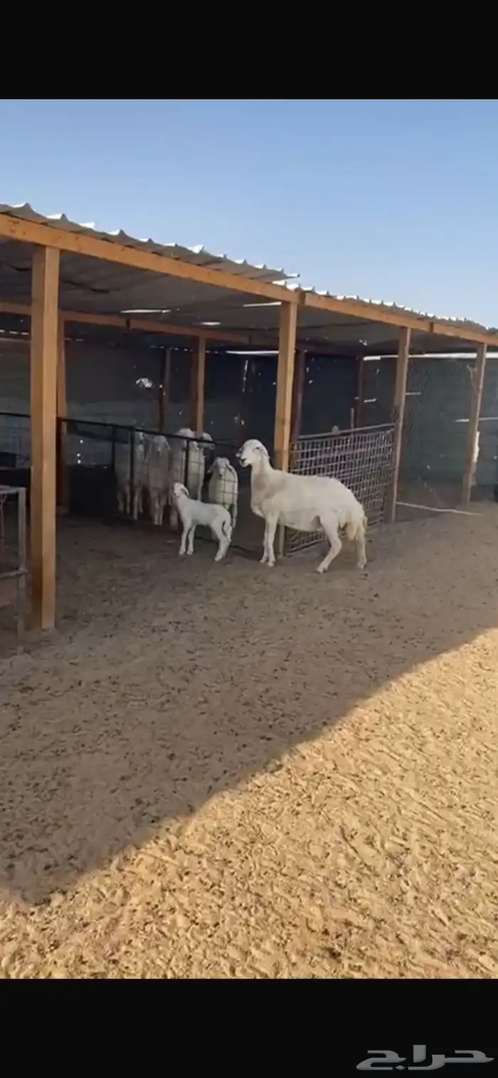 حريه 0