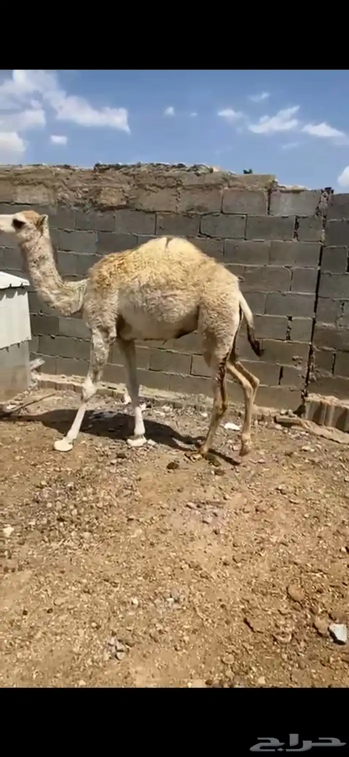 بكَره 2
