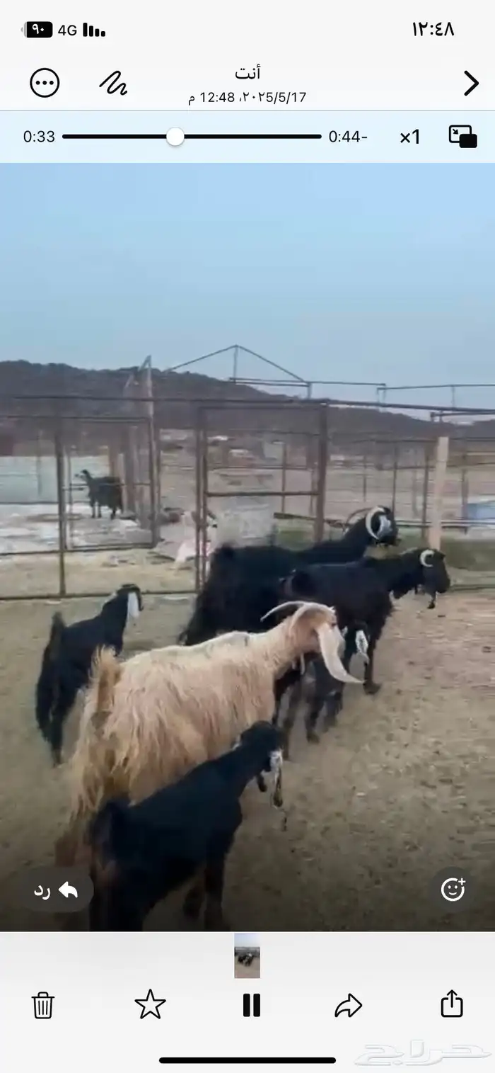 اعرض لكم معزا ولد 3 معها 4 روم وديس سلم 7