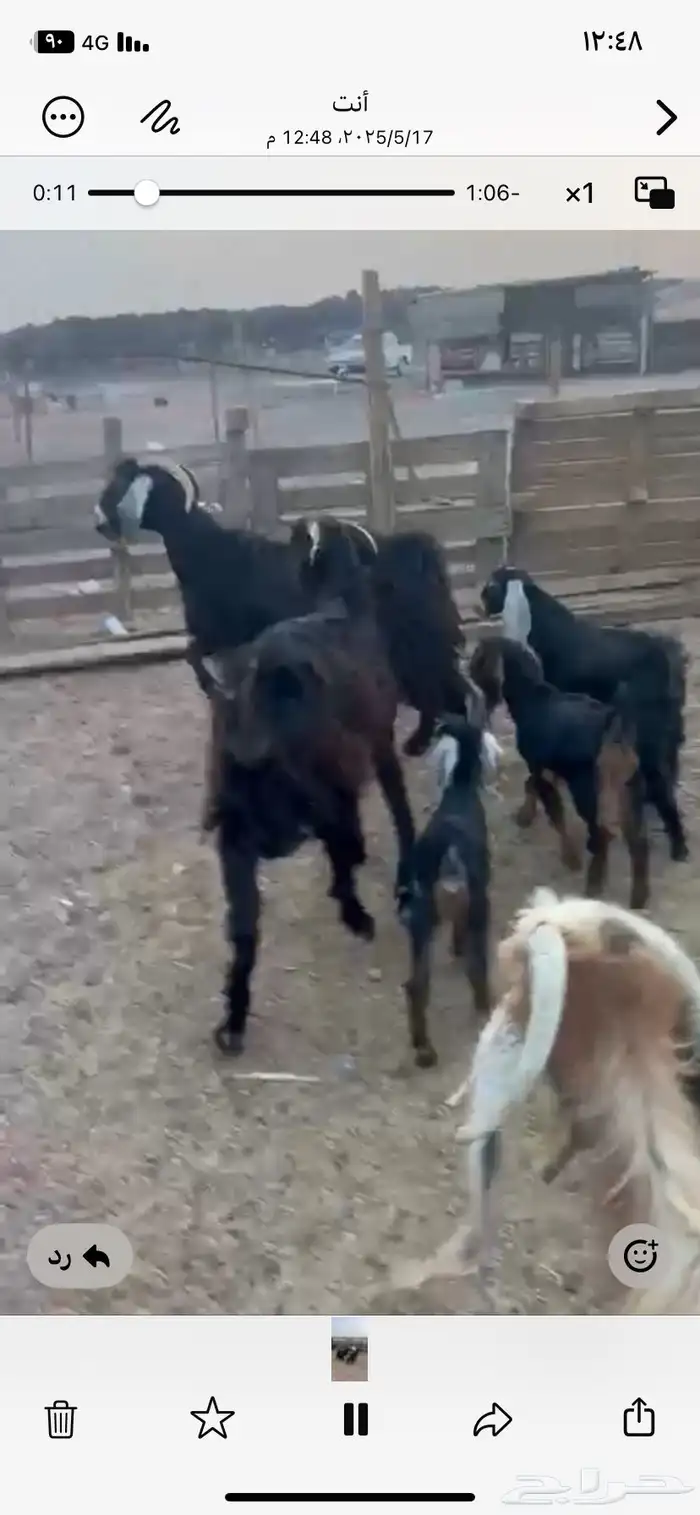 اعرض لكم معزا ولد 3 معها 4 روم وديس سلم 2