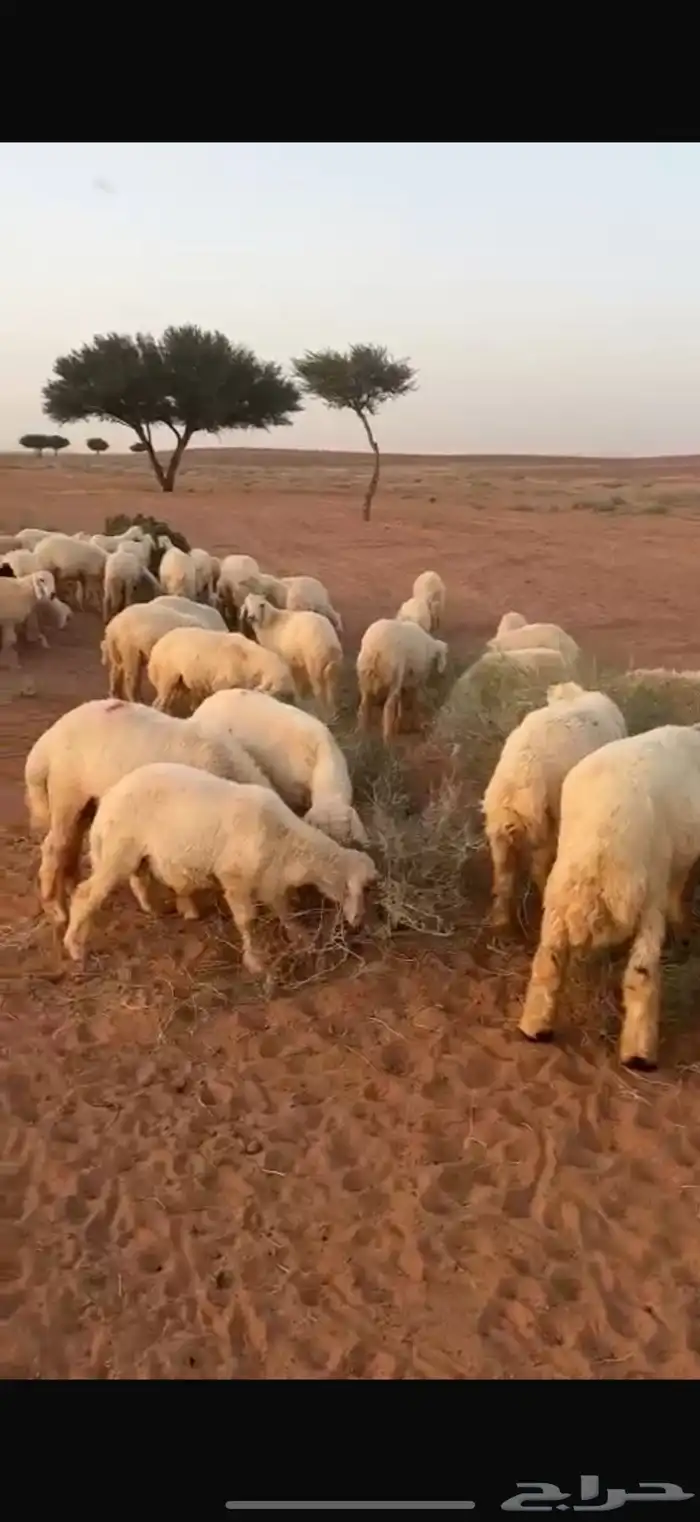 بهم حري مراح 1