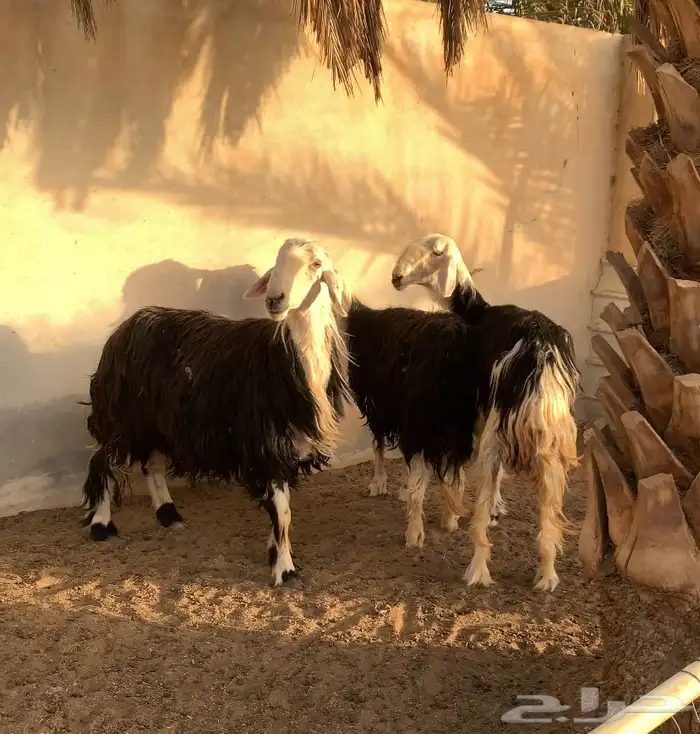 ثلاث شياه نجد جروم طيبه 0