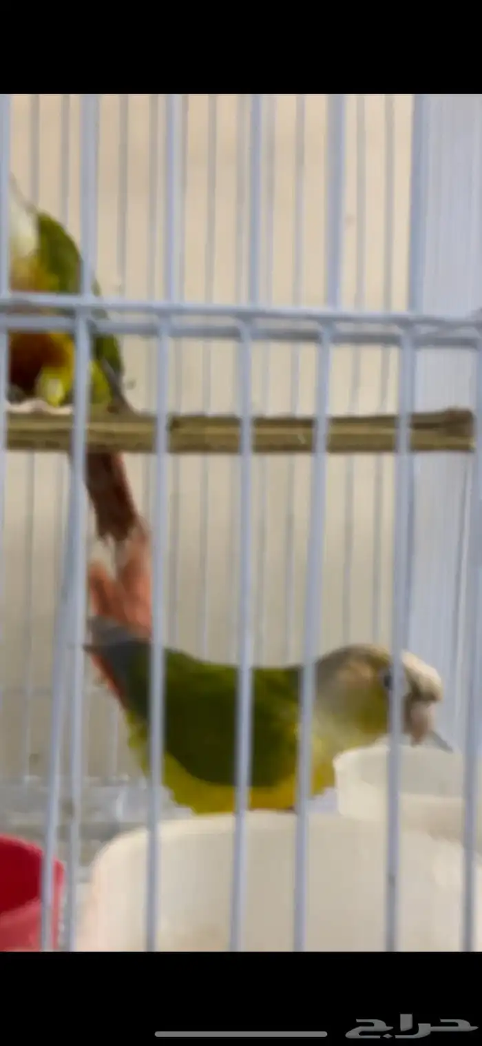 زوج كنيور منتج شرط 5