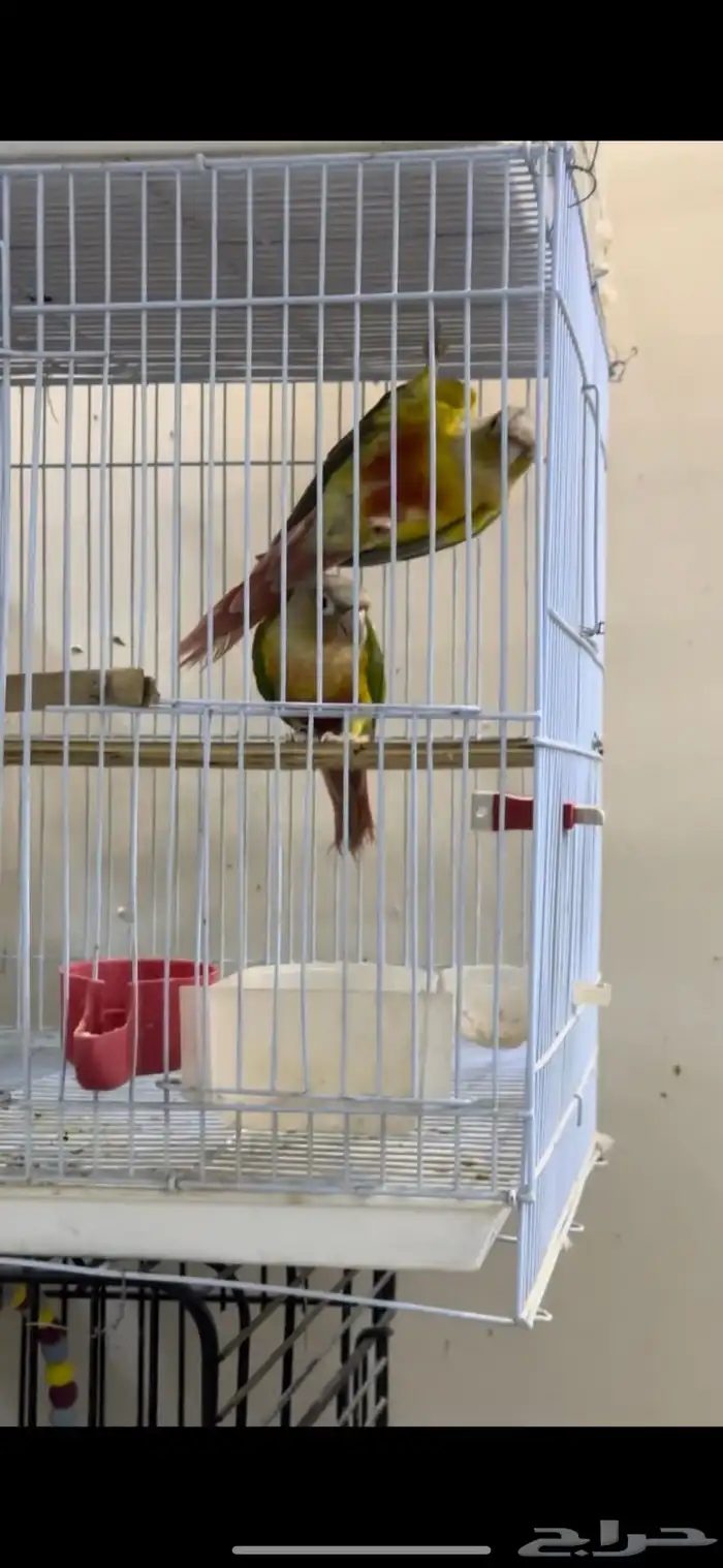 زوج كنيور منتج شرط 7