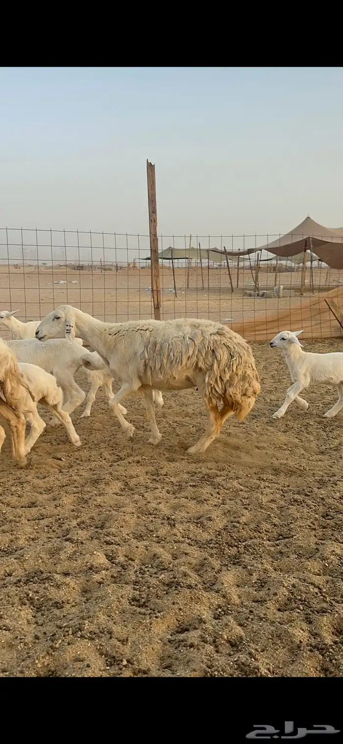 غنم حرية متابيع من مراحي 34 تحتها 33 18