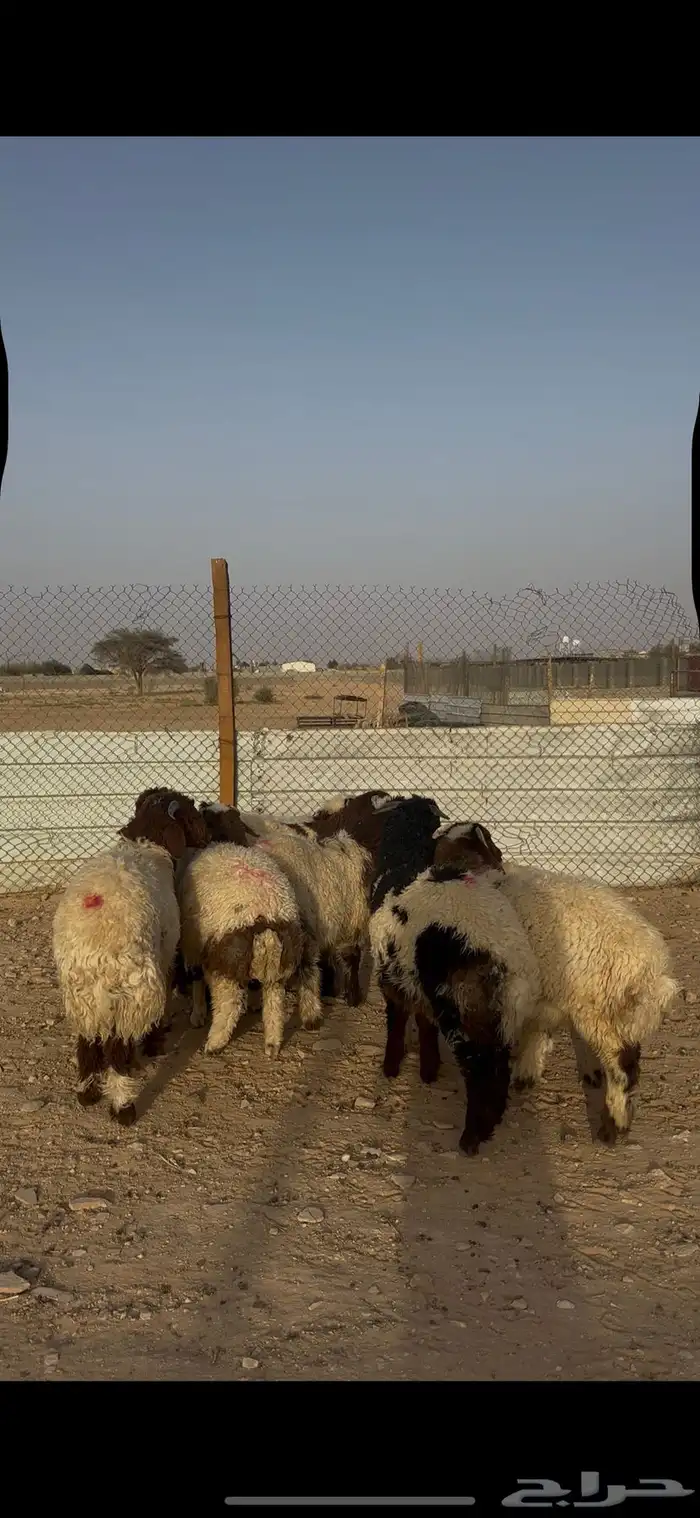 ذبايح نعيمي الخرج 2