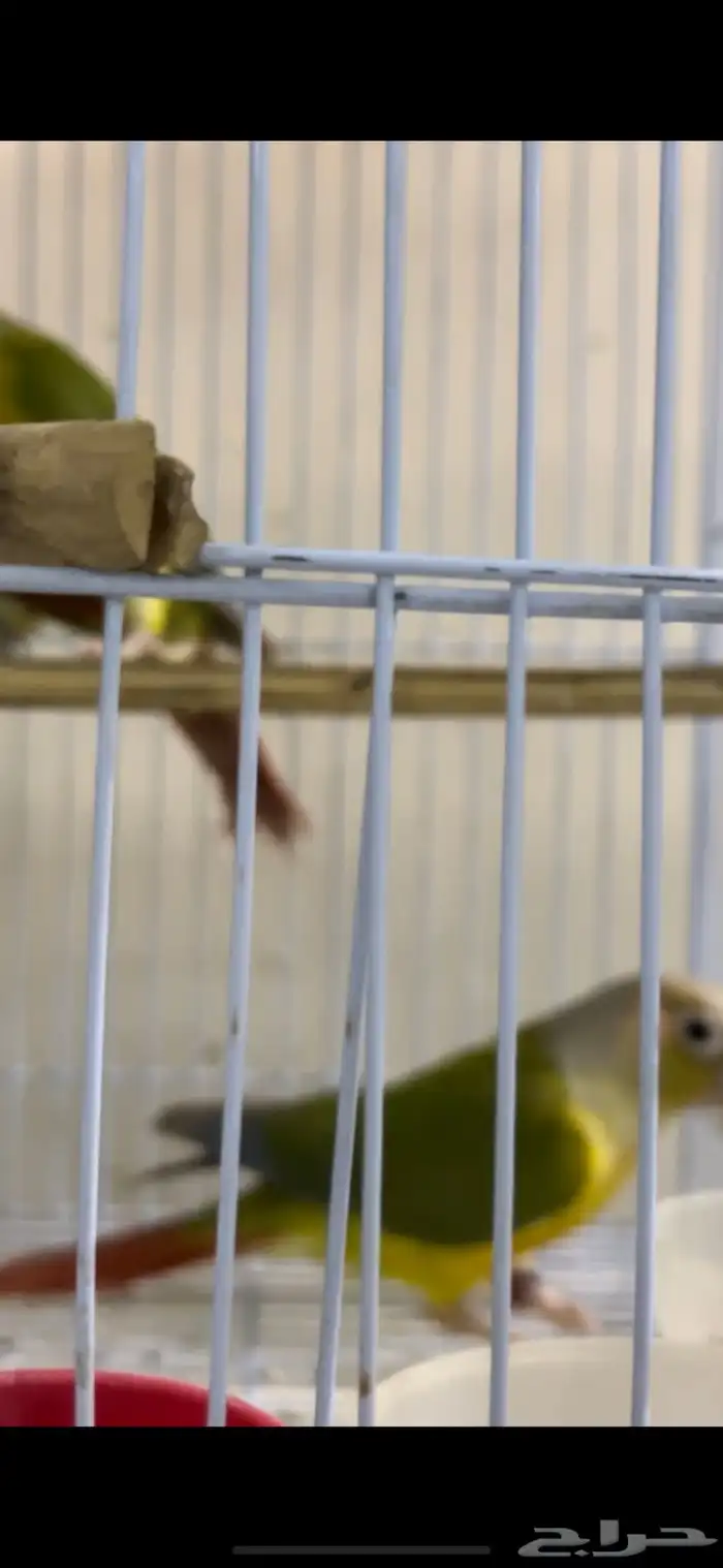 زوج كنيور منتج شرط 2