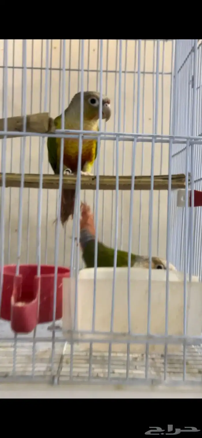 زوج كنيور منتج شرط 4