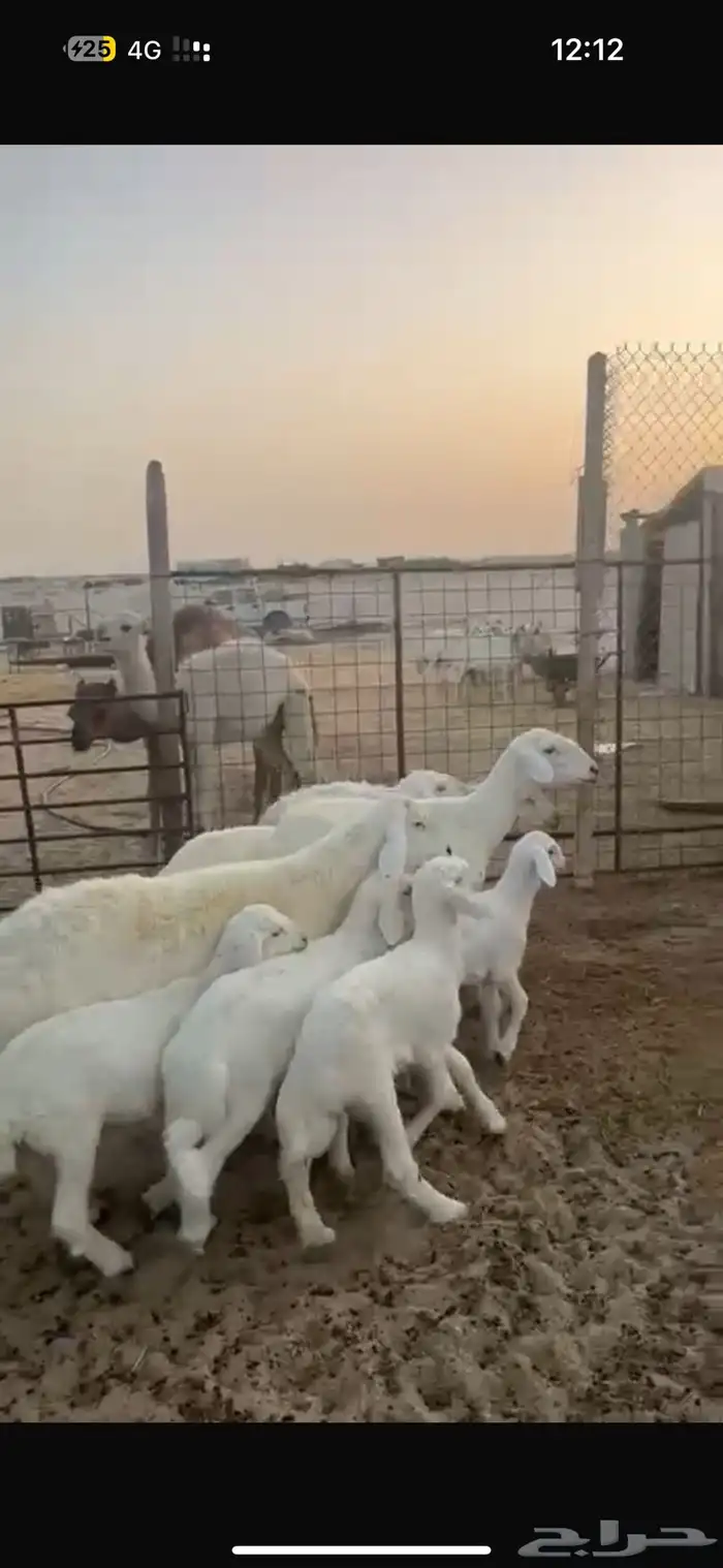 حريات رغايث ودفيع 0