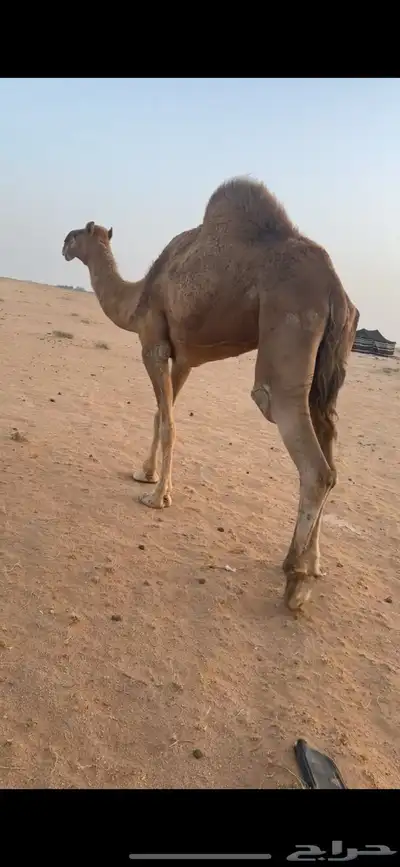 للبيع الناقه الخفوت 2