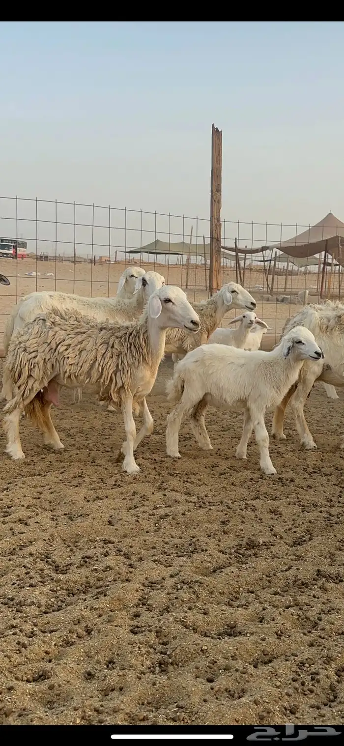 غنم حرية متابيع من مراحي 34 تحتها 33 14