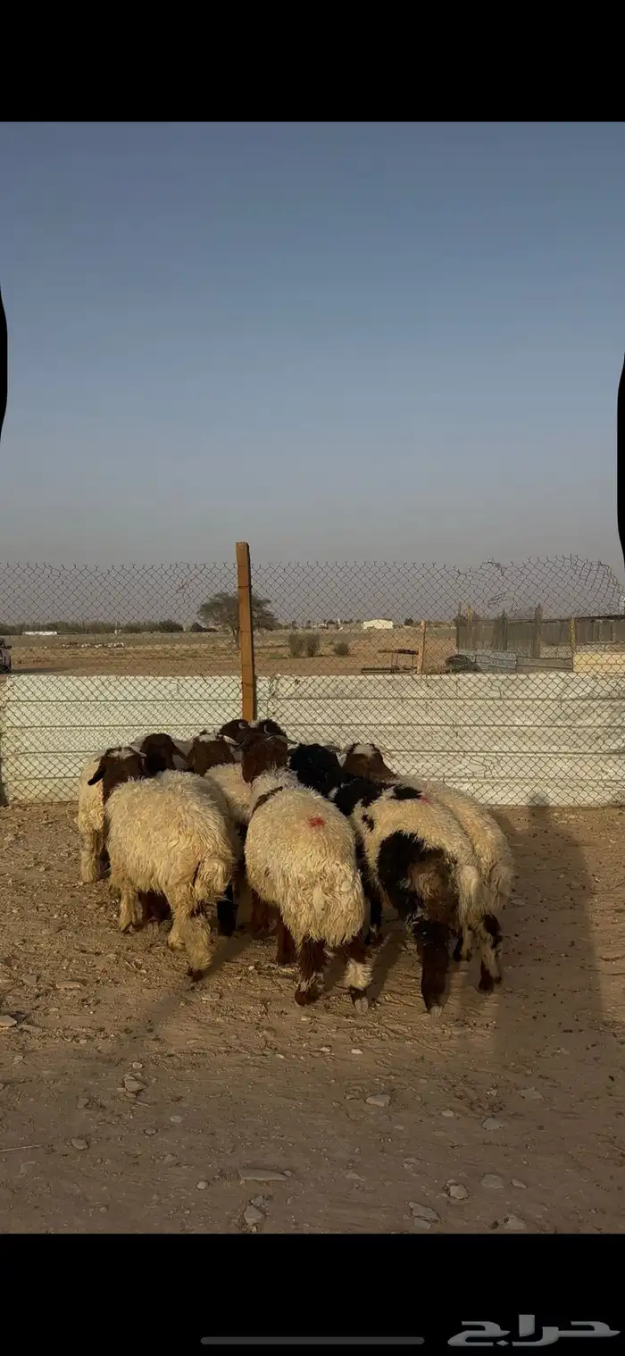 ذبايح نعيمي الخرج 5