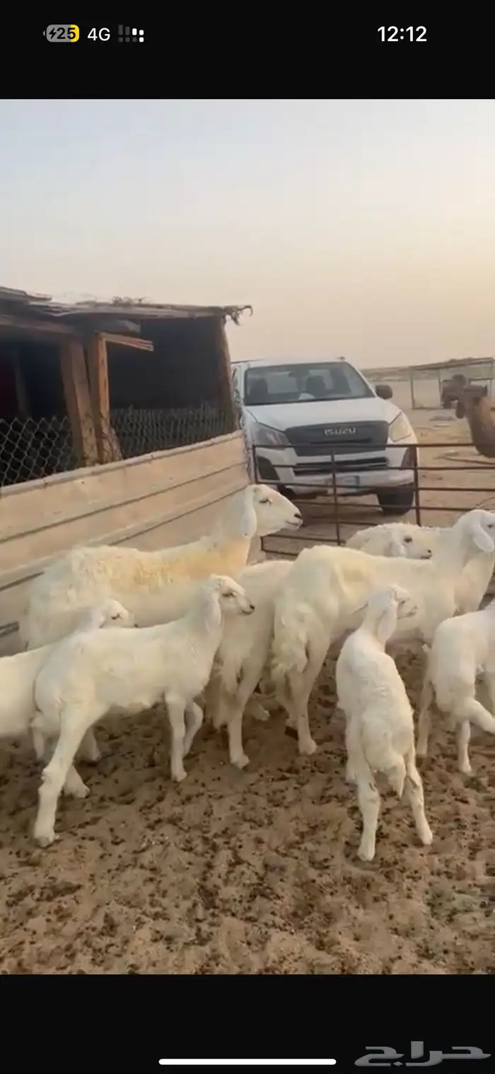 حريات رغايث ودفيع 1