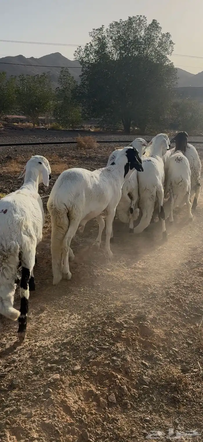 للبيع طليان ذبايح بريه مع خدمة الذبح والتوصيل التكيس وتغليف 14