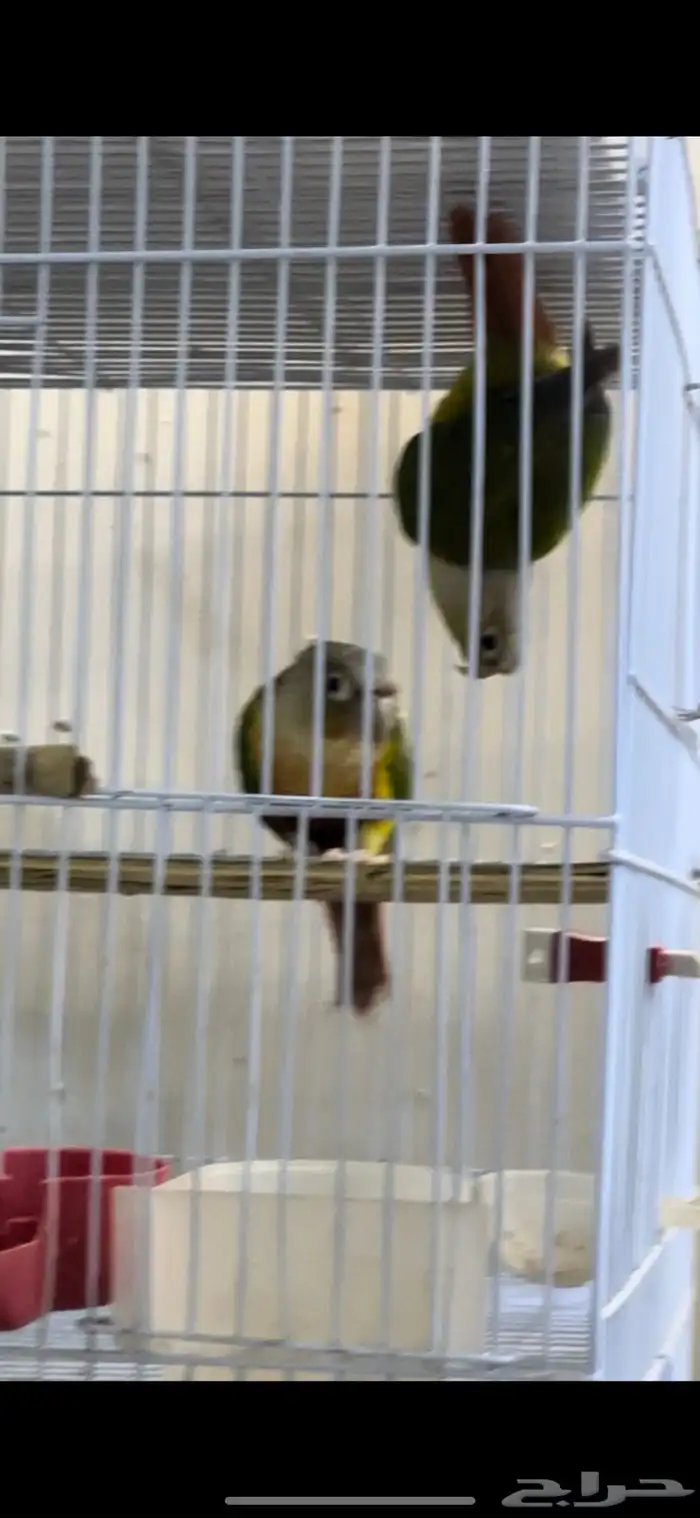 زوج كنيور منتج شرط 6