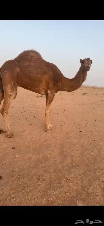 للبيع الناقه الخفوت 1