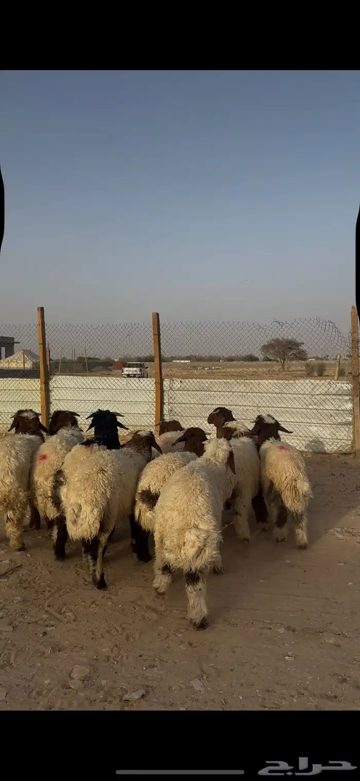ذبايح نعيمي الخرج 4