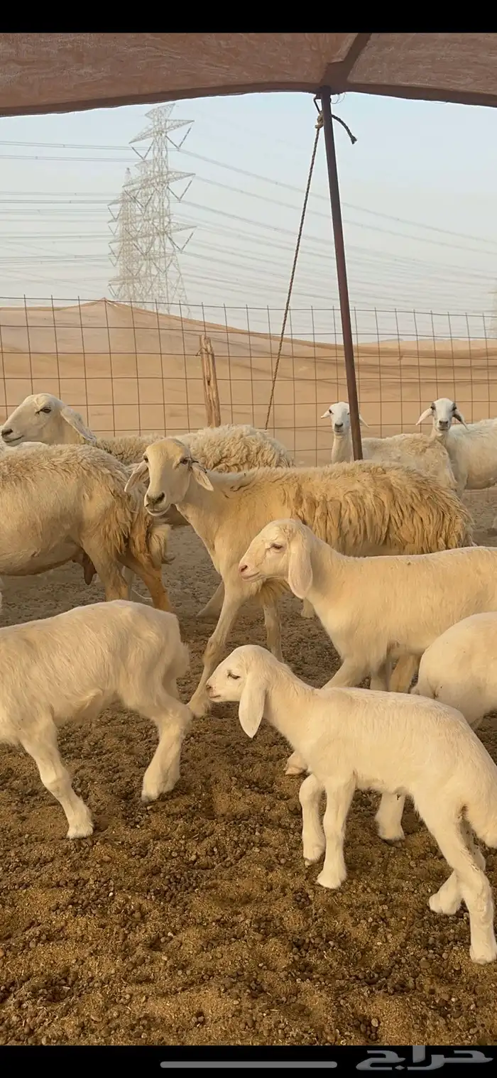 غنم حرية متابيع من مراحي 34 تحتها 33 5