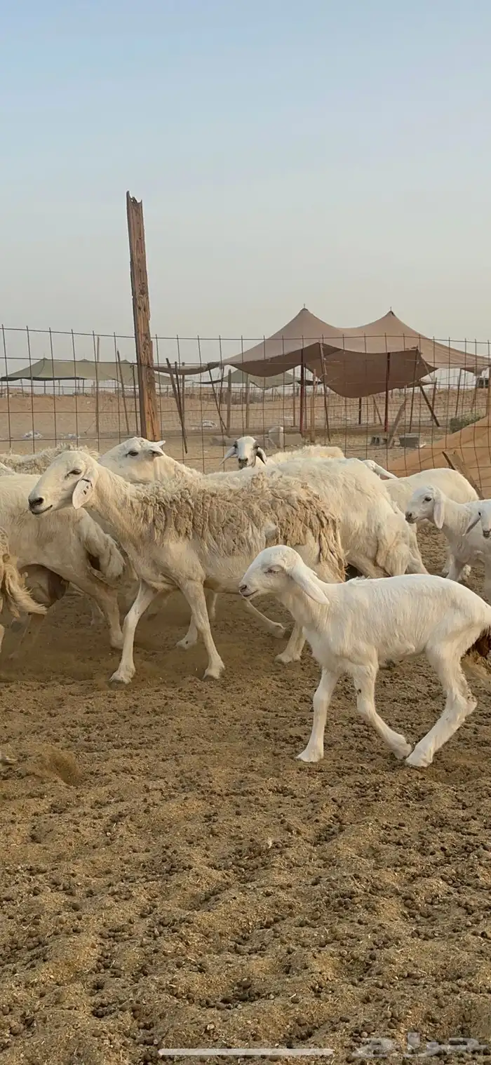 غنم حرية متابيع من مراحي 34 تحتها 33 16