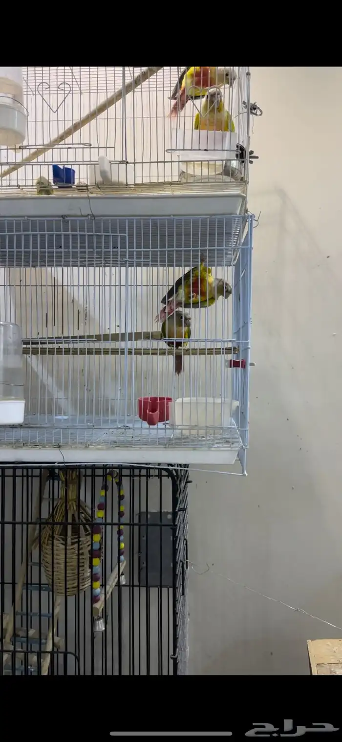 زوج كنيور منتج شرط 8