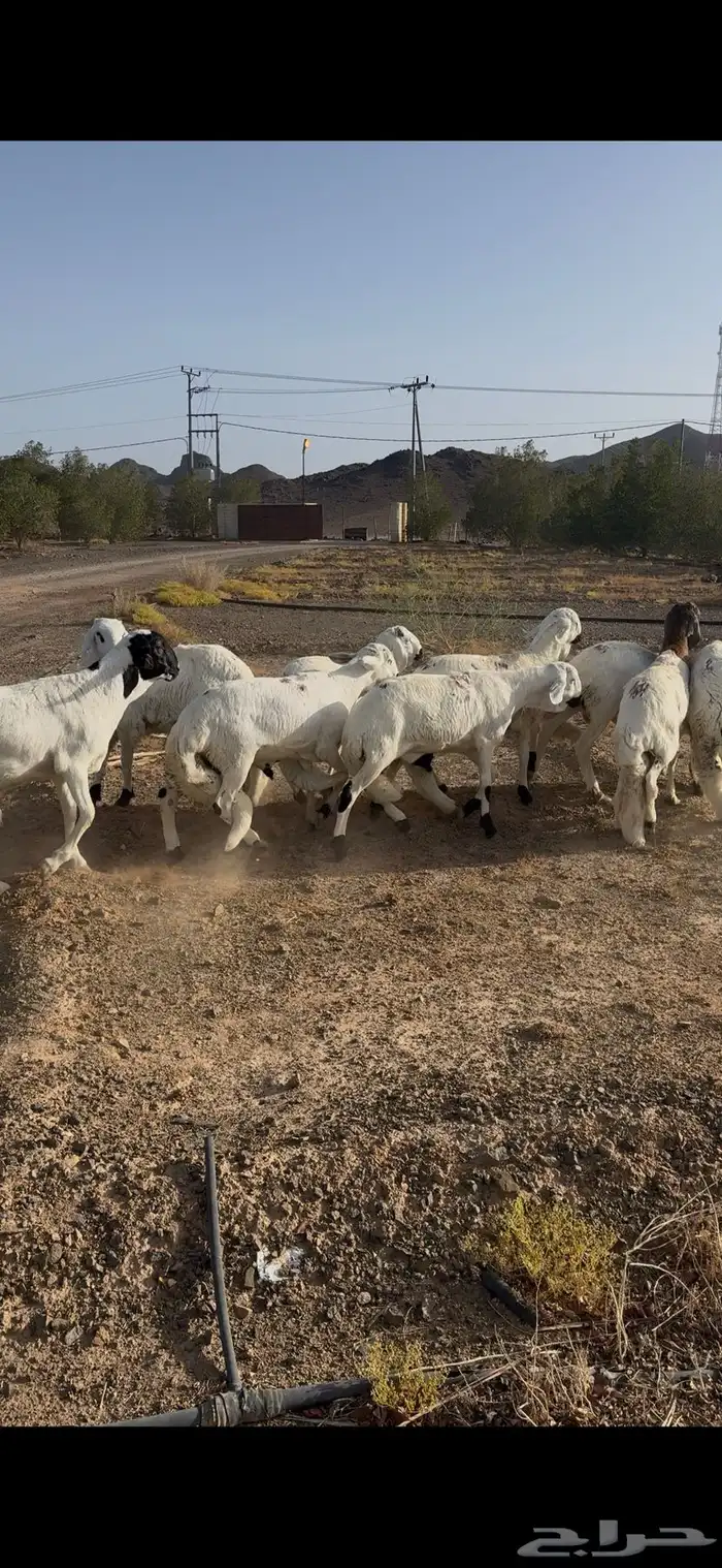 للبيع طليان ذبايح بريه مع خدمة الذبح والتوصيل التكيس وتغليف 13