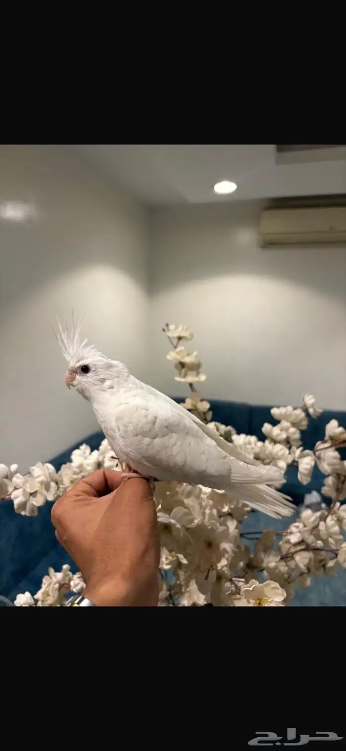 كروان اليف 0